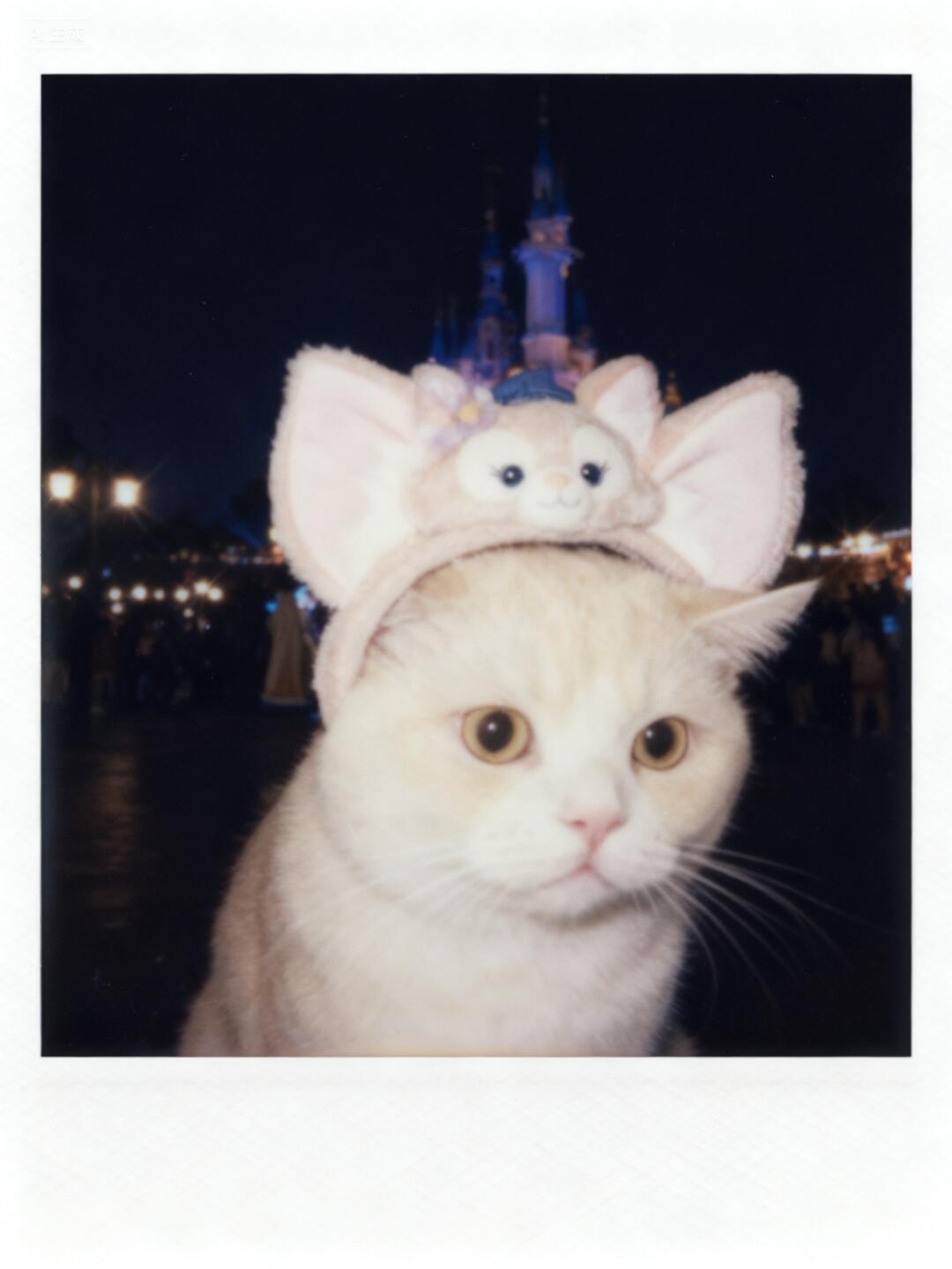 人！猫终于买到女明星周边了 thumbnail
