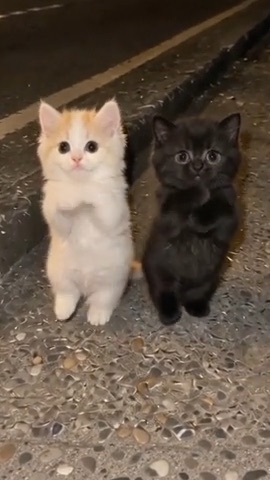 小猫的来时路 thumbnail